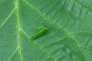 2025-07179639 Tower Hill Botanic Garden, MA